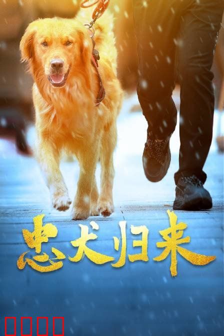忠犬归来：催泪重逢