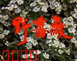 野蔷薇：带刺的复仇之花